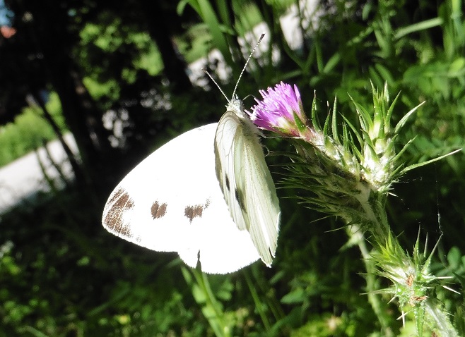 Quale Pieris? Pieris napi